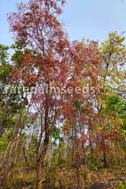 Image result for Millettia drastica