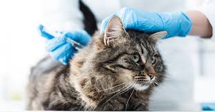 It is then administered every three to four weeks until the cat is 16 weeks old. Feline Distemper Vaccination Embrace