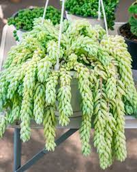 Check plant details for your specific plant when planning your growing season. 21 Best Hanging Plants Best Plants For Hanging Baskets