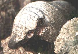 Resultado de imagen para fauna uruguaya