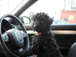 Dogdrivingcar This K9 Has Great Taste In Cars Audi Germancars Jackdanielsaudiparamus Jackdanielsaudiusr Schnoodle Dog Love Audi