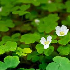 Maybe you would like to learn more about one of these? Weed Management Oxalis Control Cardinal Lawns