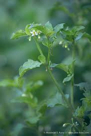 Image result for Solanum americanum