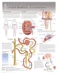 Fluid Balance