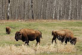 Wood Buffalo National Park World Heritage Routes Travel National Parks Canada National Parks American National Parks