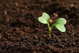 Vermicompost not rated yet hello john, thank you for contacting us and my apologies for the lat reply but i've been bombarded with questions and new submissions in recent times. How To Improve Soil Quality With Worm Compost The Herb Cottage