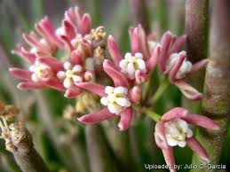 Image result for Cynanchum