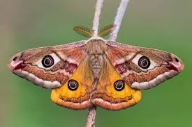 Minnesota's pest control company with options. Moth Extermination Costs Moth Fumigation Cost