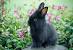 Full Grown Black Lionhead Rabbit