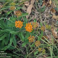 Center For Aquatic And Invasive Plants University Of Florida Ifas