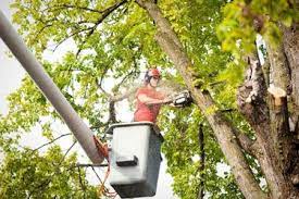 Aztec Tree Service Tree Removal Trimming Pruning Your Local Pros Sunnyvale Ca Tree Removal Service Tree Removal Tree Service