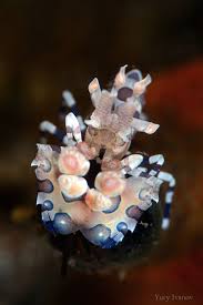 Image result for Volusia amboinensis