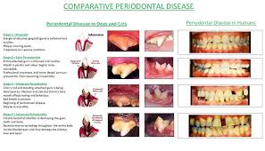 If your cat has red or bleeding gums, discolored teeth or mouth lesions, your vet should examine him right away. Canine Periodontal Disease