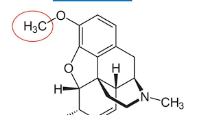 Maybe you would like to learn more about one of these? Opioide Altmeyers Enzyklopadie Fachbereich Innere Medizin
