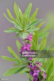 Image result for Thymelaeaceae