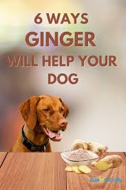 6 Ways Ginger Will Help Your Dog In 2020 Dog Nutrition Dog Wellness Dogs