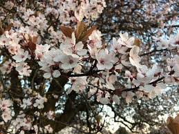 The leaves are pinnated and the flowers are greenish. Walnut Tree Blossom Steemit