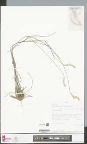 Image result for Isachne kiyalaensis