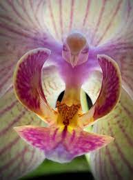 We did not find results for: 17 Flowers That Look Like Something Else Unusual Flowers Beautiful Orchids Strange Flowers