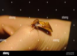 Image result for Plusia putnami