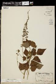 Image result for Rhynchosia pseudoteramnoides