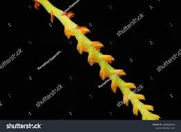 Image result for Bulbophyllum fuscum