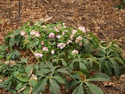 The floral industry is one of the higher industries in many developing and underdeveloped countries. Shady Characters You Want In Your Garden East Texas Gardening