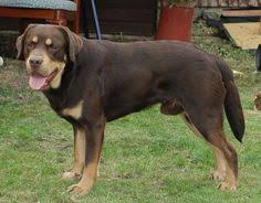 Black And Tan Lab Mix Blue Knight Labradors Those Unusual Mismarks Dogs Labrador Beautiful Dogs