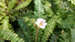 Image result for Biophytum