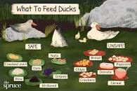 Image result for what to feed ducks