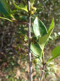 Image result for Cassipourea obovata