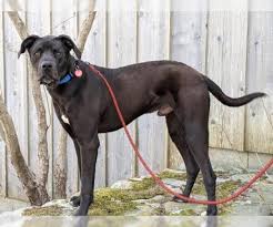 Since both the labrador and great dane are intelligent and relatively easy to train, labradanes usually possess these same qualities. Puppyfinder Com View Ad Photo 78 Of Listing Great Dane Labrador Retriever Mix Dog For Adoption Adn 668109 Rhode Island Wakefield Usa