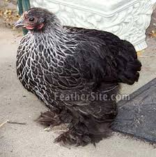 We did not find results for: Cochins Bantam