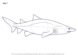 How to draw a basking shark. Learn How To Draw A Sand Tiger Shark Sharks Step By Step Drawing Tutorials