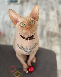 You can get this buck animal tattoo also to express your aggressive nature, the hours are so very scary. Outrage After Influencer Shares Pics Of Tattooed Sphynx Cat On Instagram As Animal Lovers Blast You Need Help