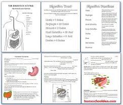 Digestive System Worksheets 40 Page Packet Human Body Systems Digestive System Worksheet Human Body Activities