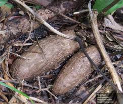 Image result for Dioscorea asteriscus