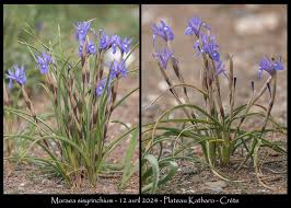 Image result for Moraea schimperi