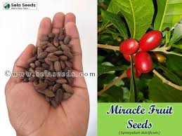 Image result for Synsepalum