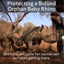 Channel 4 Work On The Wild Side Helping A Bullied Baby Rhino Facebook