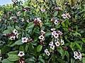 Image result for Strophanthus bequaertii