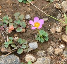 Image result for Oxalis obliquifolia