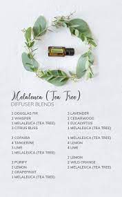 Doterra Melaleuca Essential Oil Uses Tea Tree Best Essential Oils Melaleuca Essential Oil Essential Oil Diffuser Recipes Essential Oils Wellness