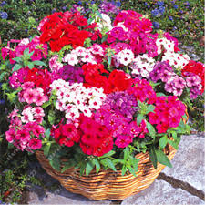 seed of phlox flower à®•à¯à®•à®¾à®© à®ªà®Ÿ à®®à¯à®Ÿà®¿à®µà¯