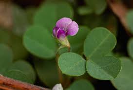 Image result for Grona triflora