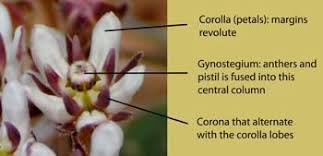 Image result for Xysmalobium sessile