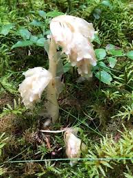 Image result for Monotropa  hypopitys