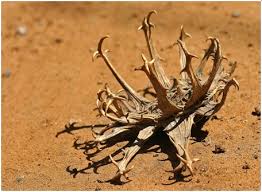 Image result for Plinthus karooicus