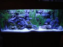 Cichlids Com 55 Gallon Afra Tank Kingsizei Cichlid Aquarium Fish Tank Cichlids