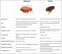 Bed Bugs How To Get Rid Of Bed Bugs Bed Bugs In Perth
